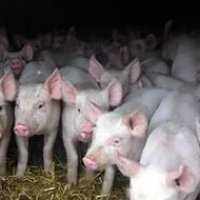 На базе «Пермского свинокомплекса» создадут Агропромышленный парк