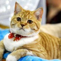 В Перми состоялась Международная выставка кошек