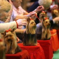 В Перми открылась крупнейшая в крае Международная выставка собак
