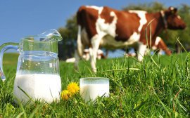 В Пермском крае снизились закупочные цены на молоко