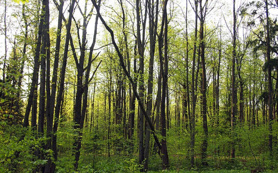 В Пермском крае технология «Умный лес» поможет сохранить лесной фонд